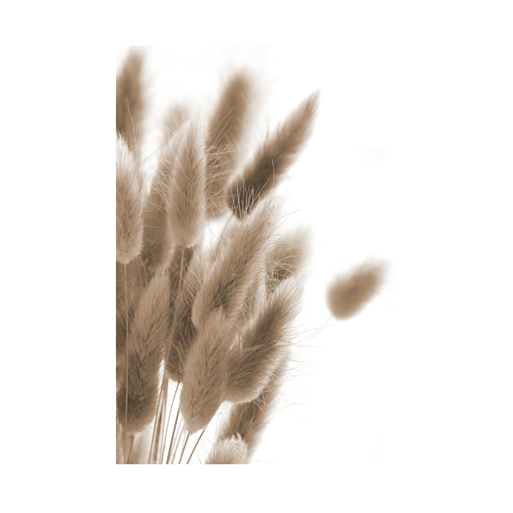Poster Plume