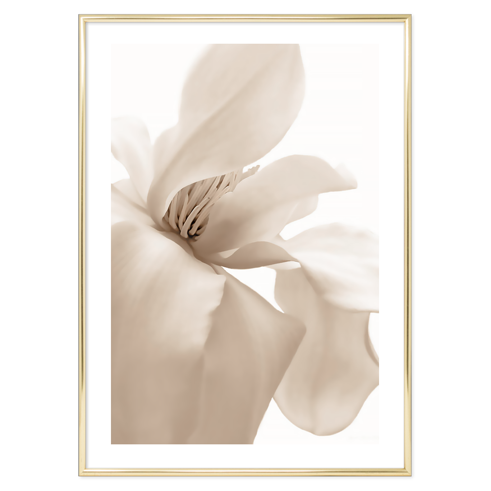 Poster Petal