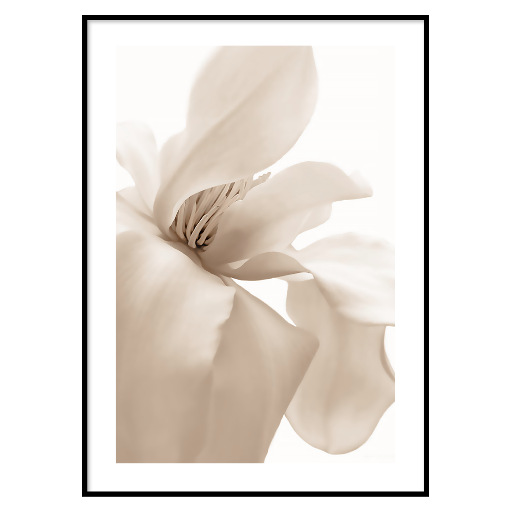 Poster Petal