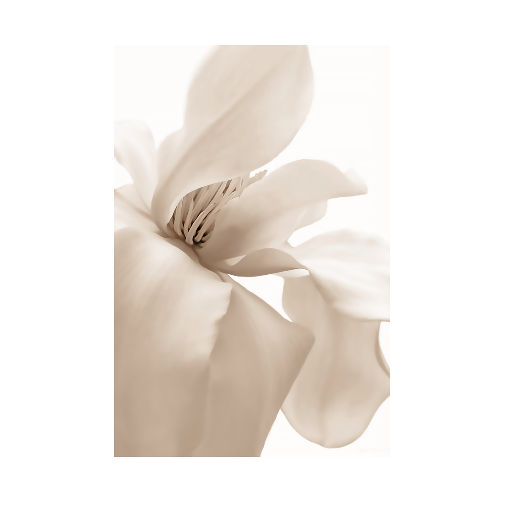 Poster Petal