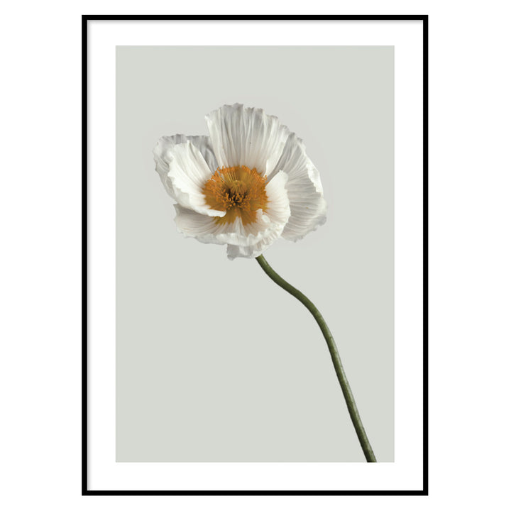 Poster Floreale one flower