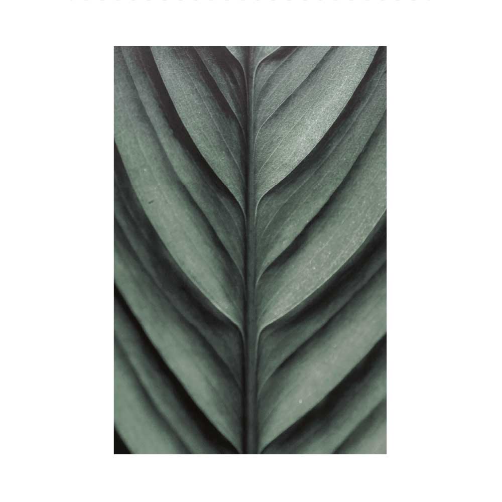 Leaf detail poster