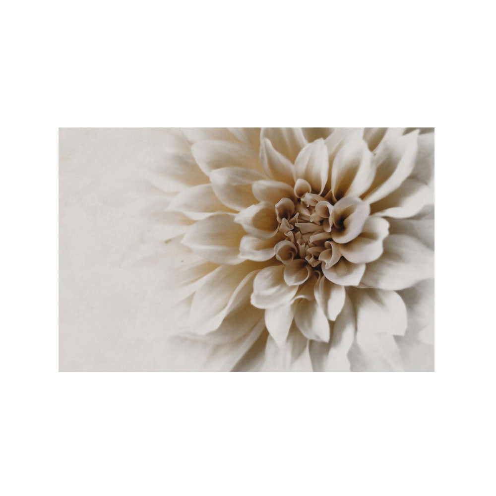 Poster dettaglio petali