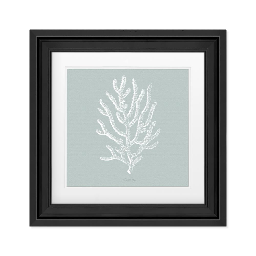 Agropora picture with frame effect 