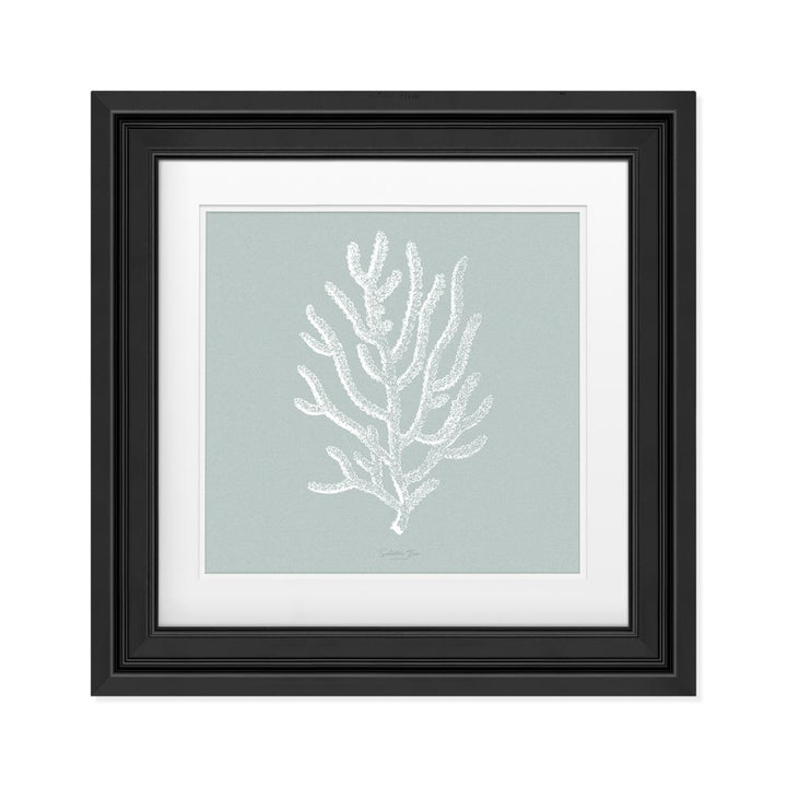 Agropora picture with frame effect 