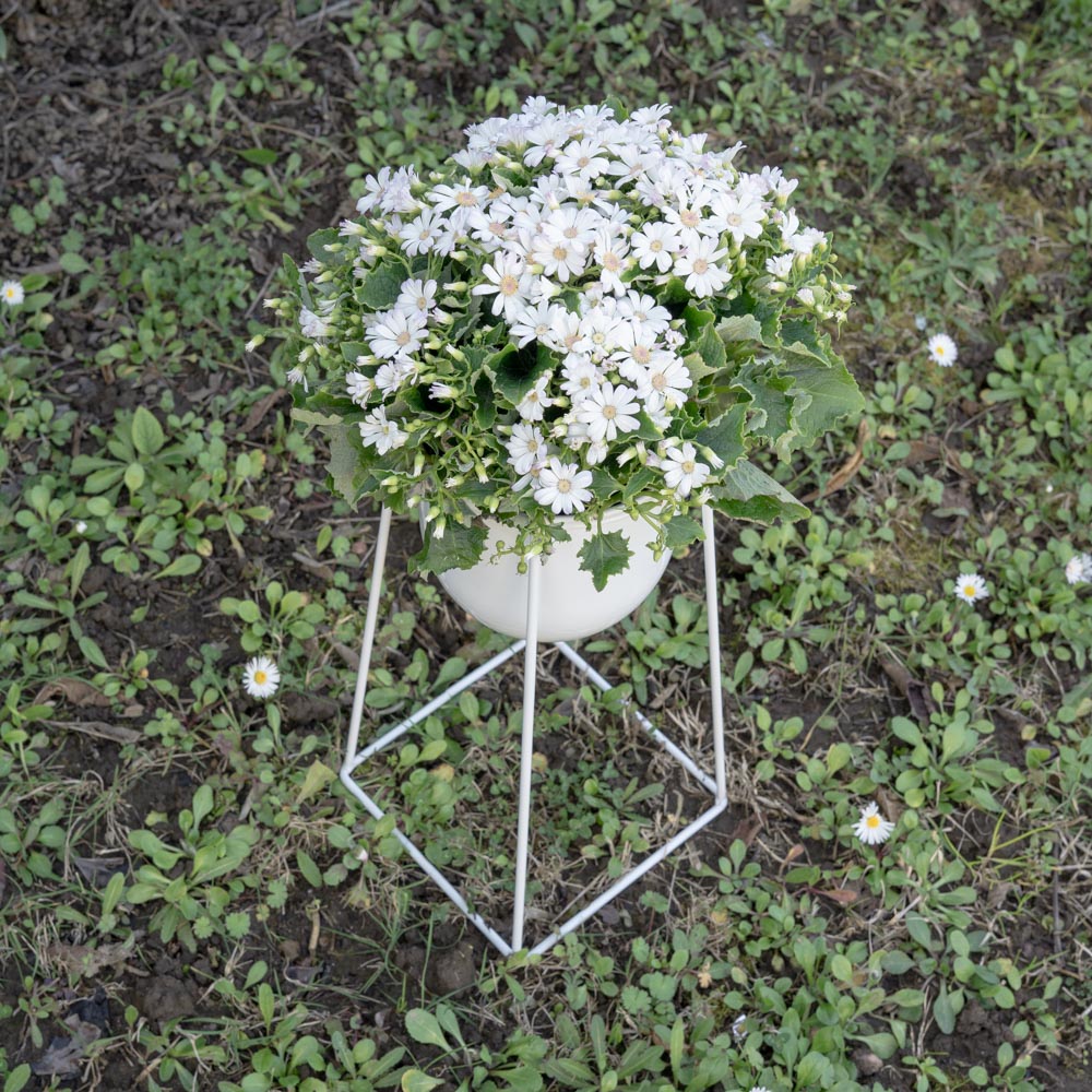 Modern planter with white iron structure
