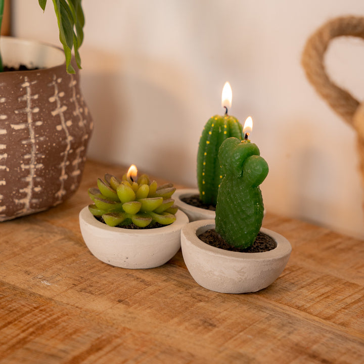 Succulent plant candle set of 3 pieces