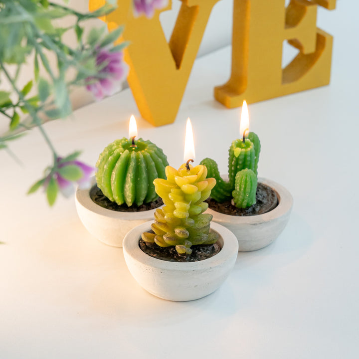 Succulent plant candle set of 3 pieces