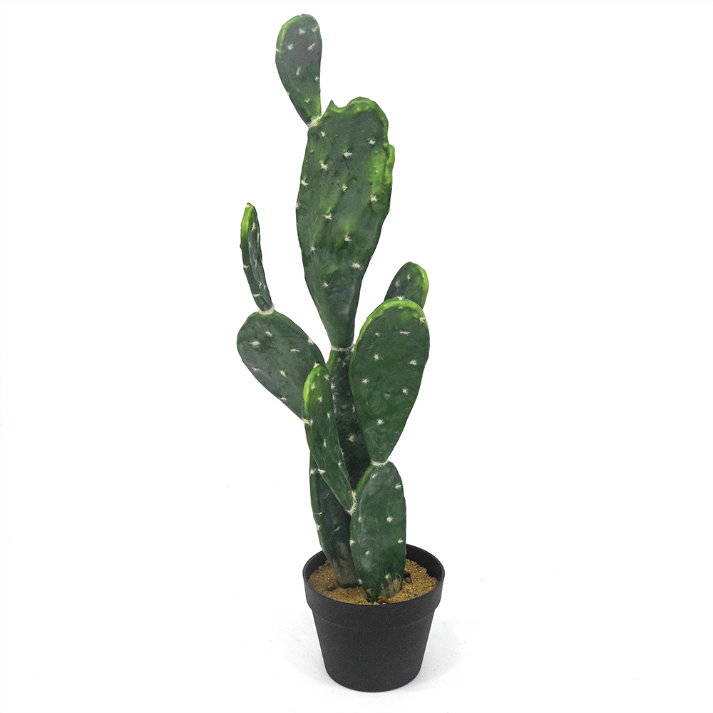 Vaso con Cactus