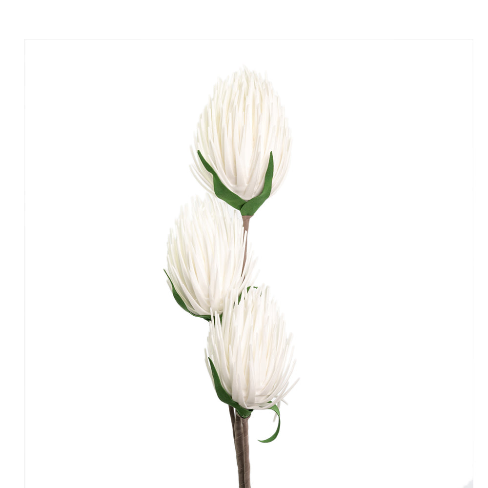 Fiore Protea con 3 boccioli