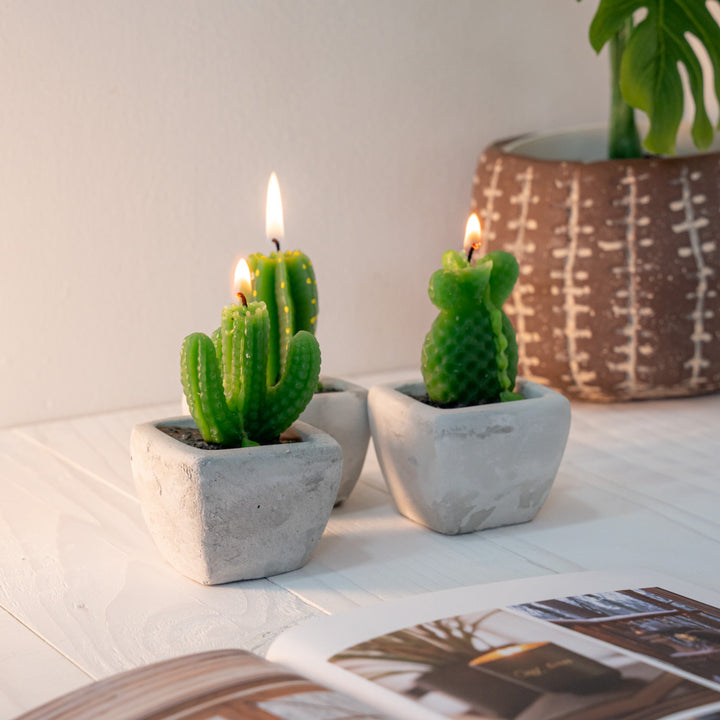 Succulent plant model candle Cemento set 3pcs