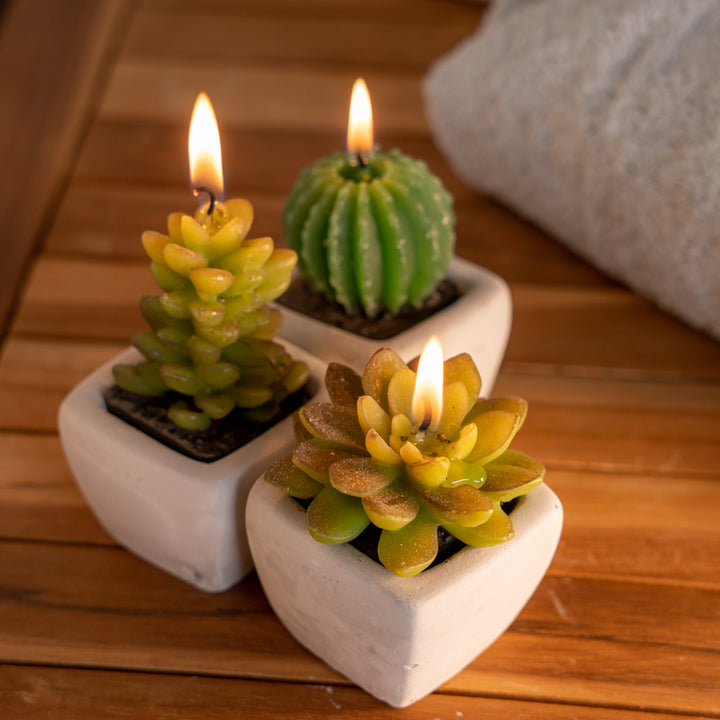 Succulent plant model candle Cemento set 3pcs