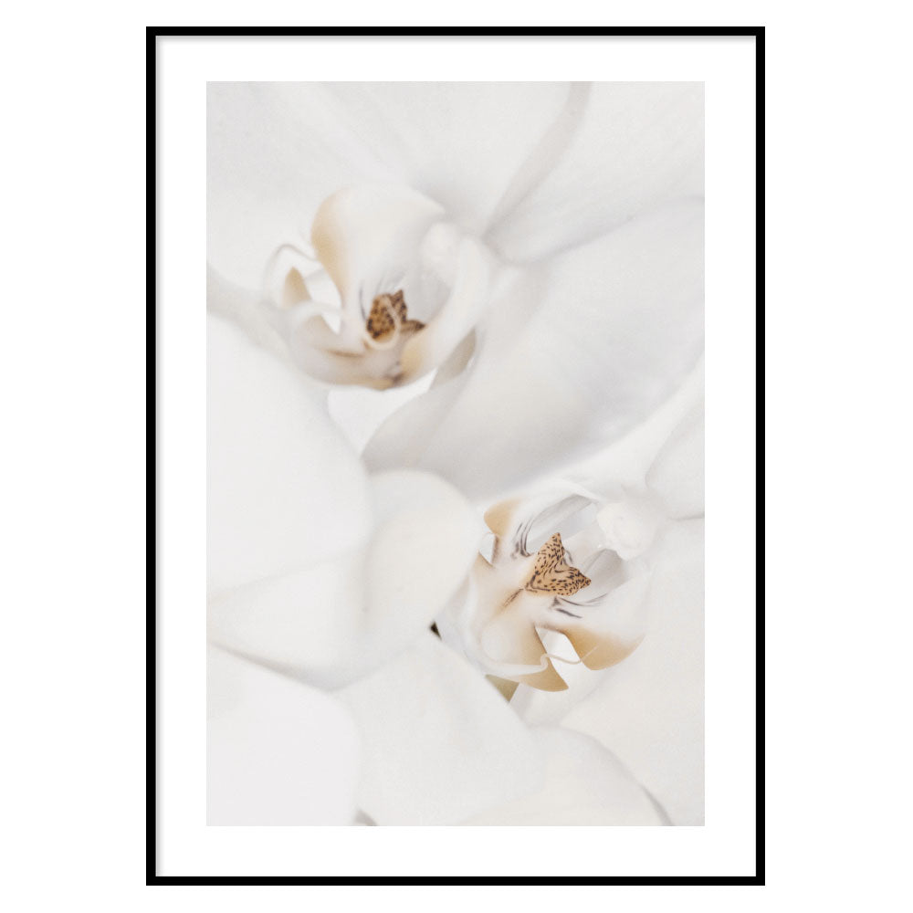 Poster White Flowers