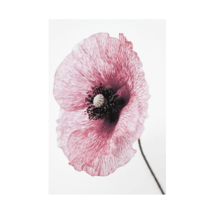 Floral Poster Papaver rhoeas