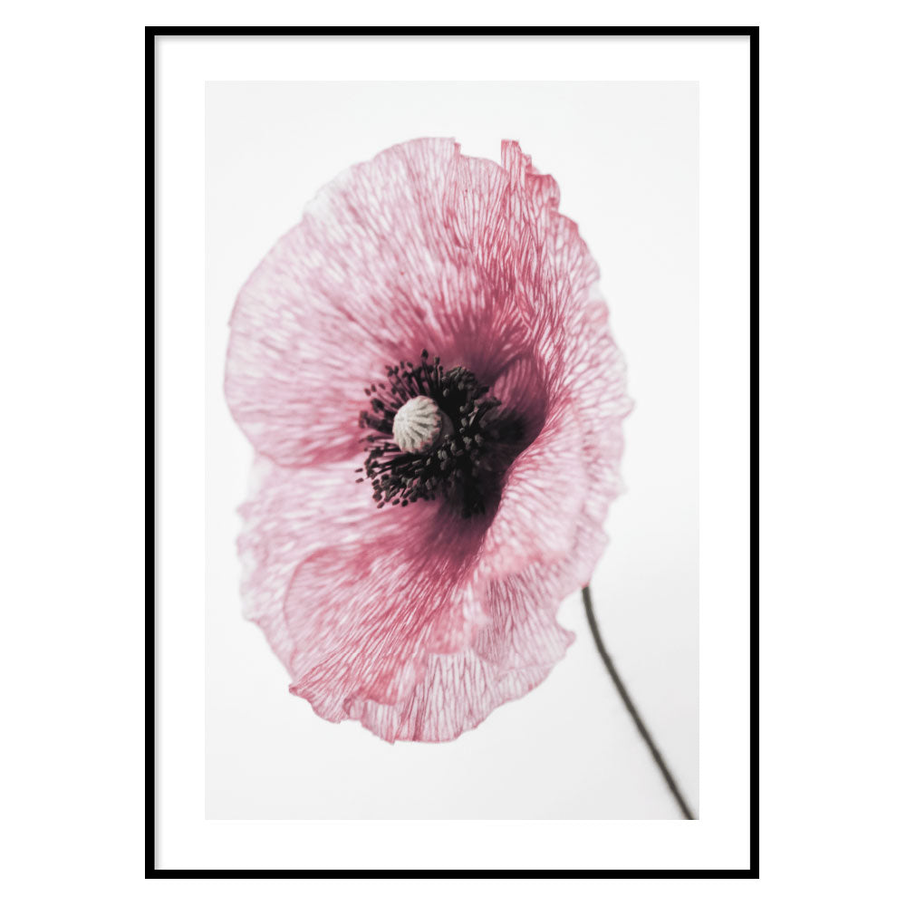 Floral Poster Papaver rhoeas