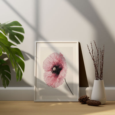 Poster Floreale Papaver rhoeas