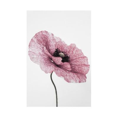 Poster Floreale Alma