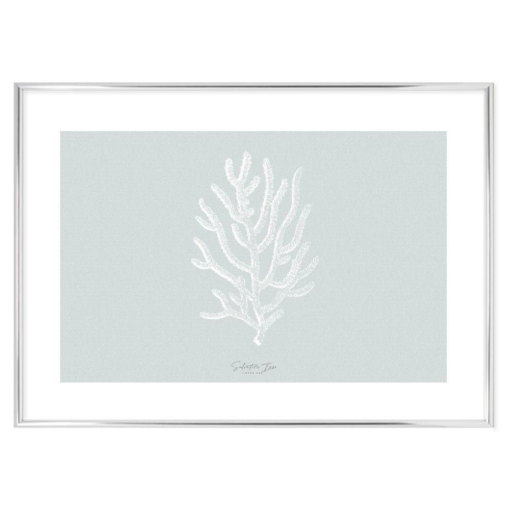 Poster Agropora