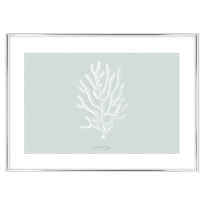 Poster Agropora