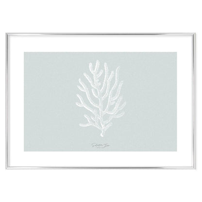 Poster Agropora