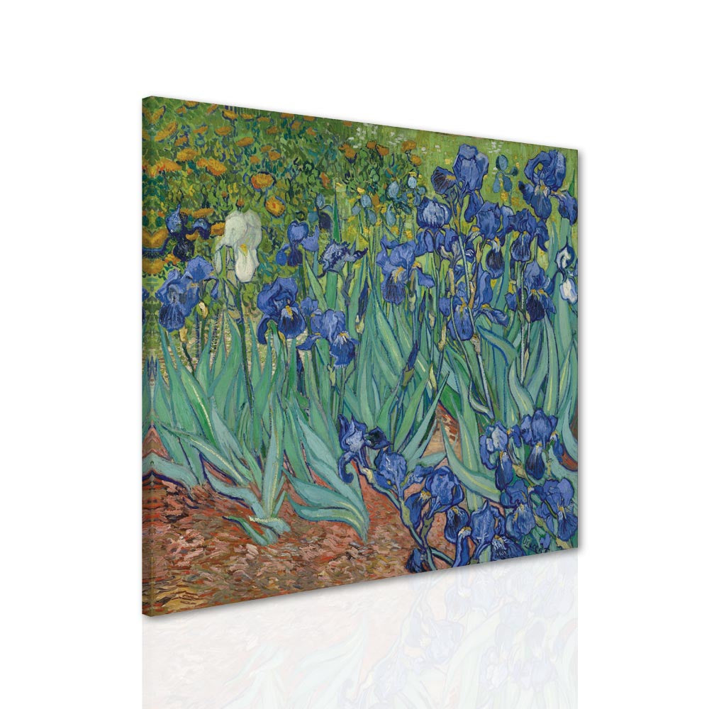 Iris (5891553886357)
