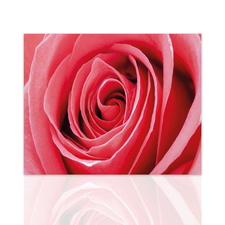 Morning Roses (5891371794581)