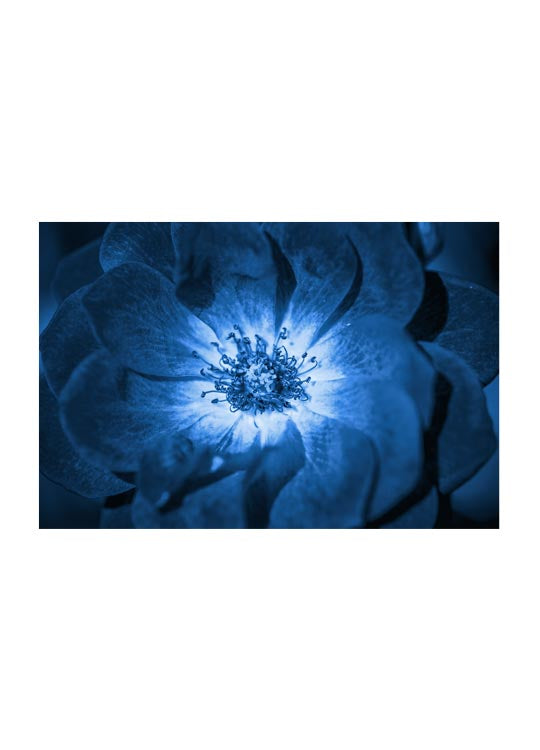 Blue Flower (5891480813717)