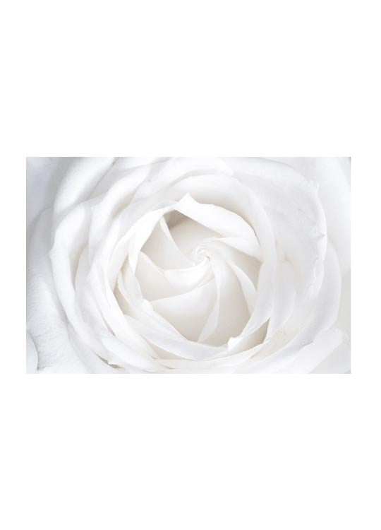 White Rose (5891484254357)