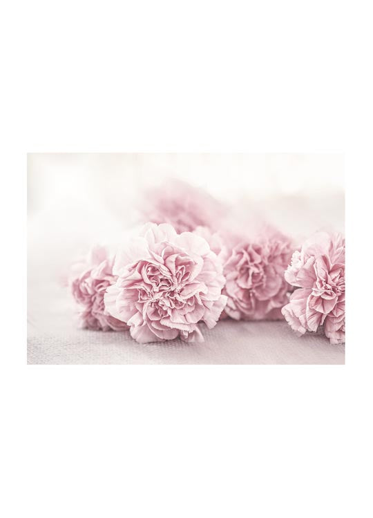 Rose Flowers (5891484745877)