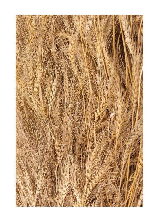 Wheat (5891457548437)
